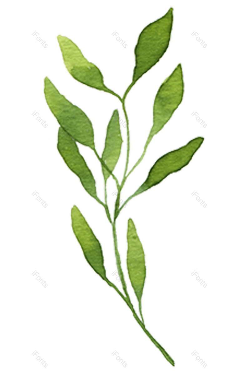 绿叶图片,花草元素,树叶PNG,绿植免抠素材